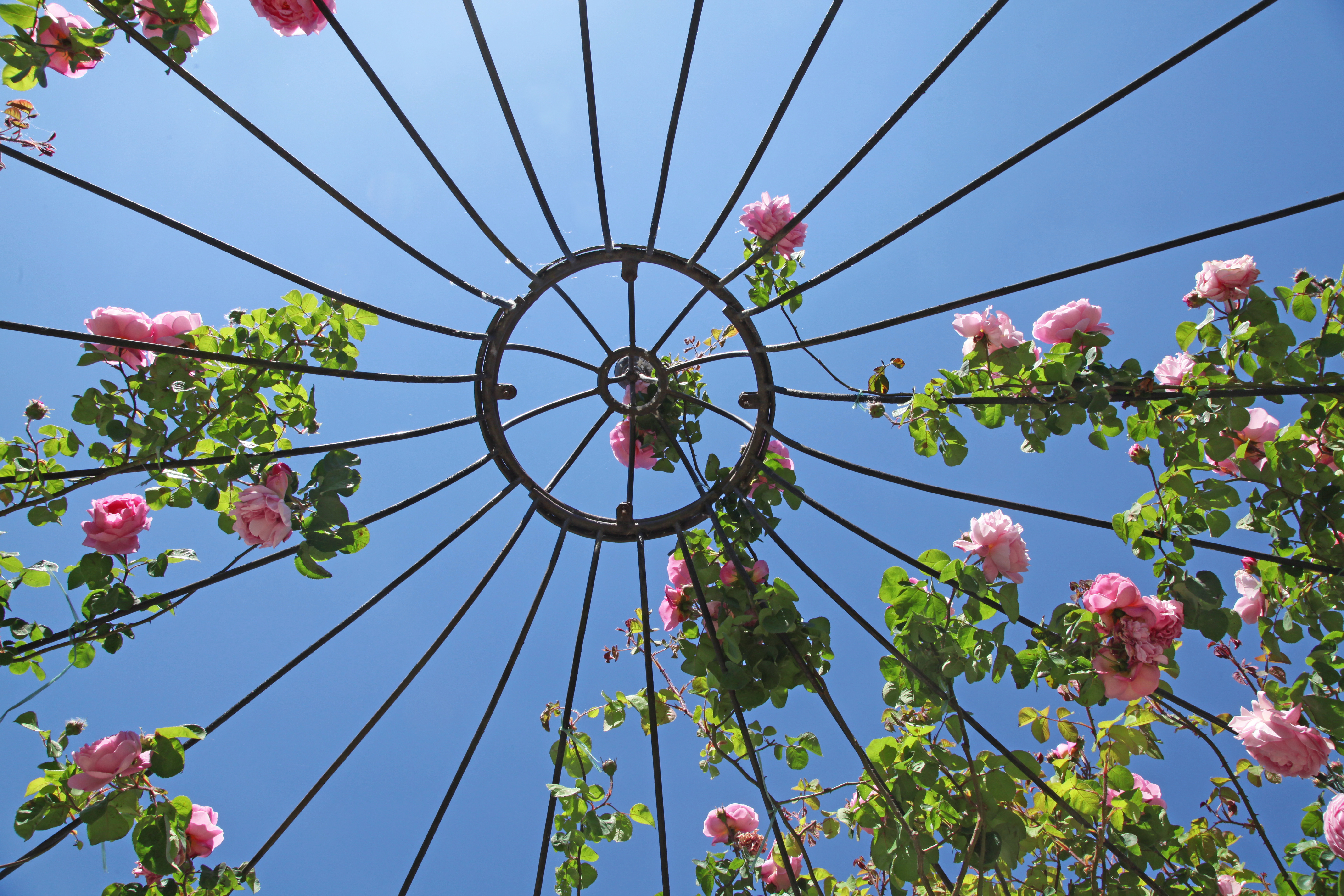 vue de dessous d'une pergola en fer forgé