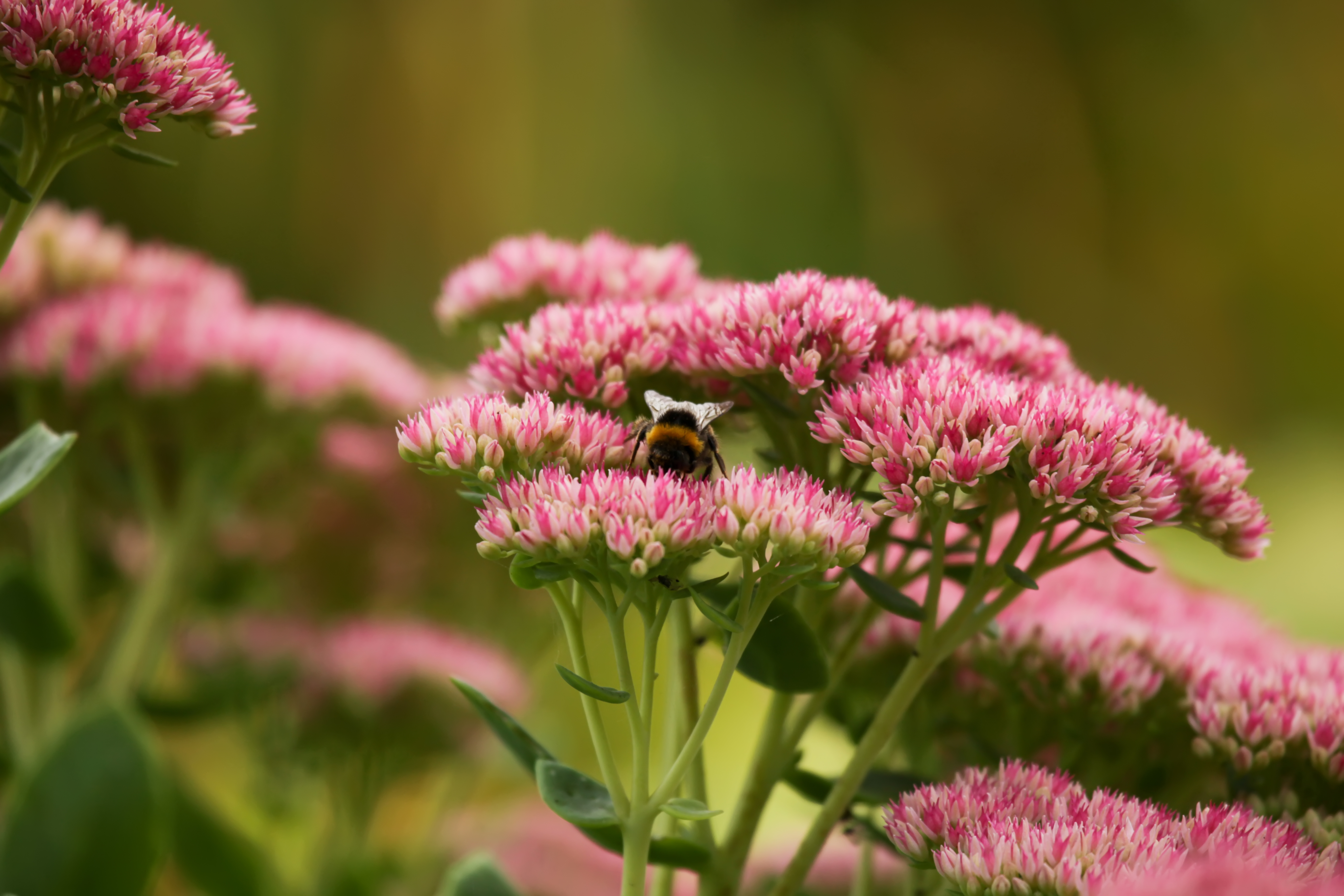 Résistante à la déshydratation, la sauge est une plante peu contraignante.