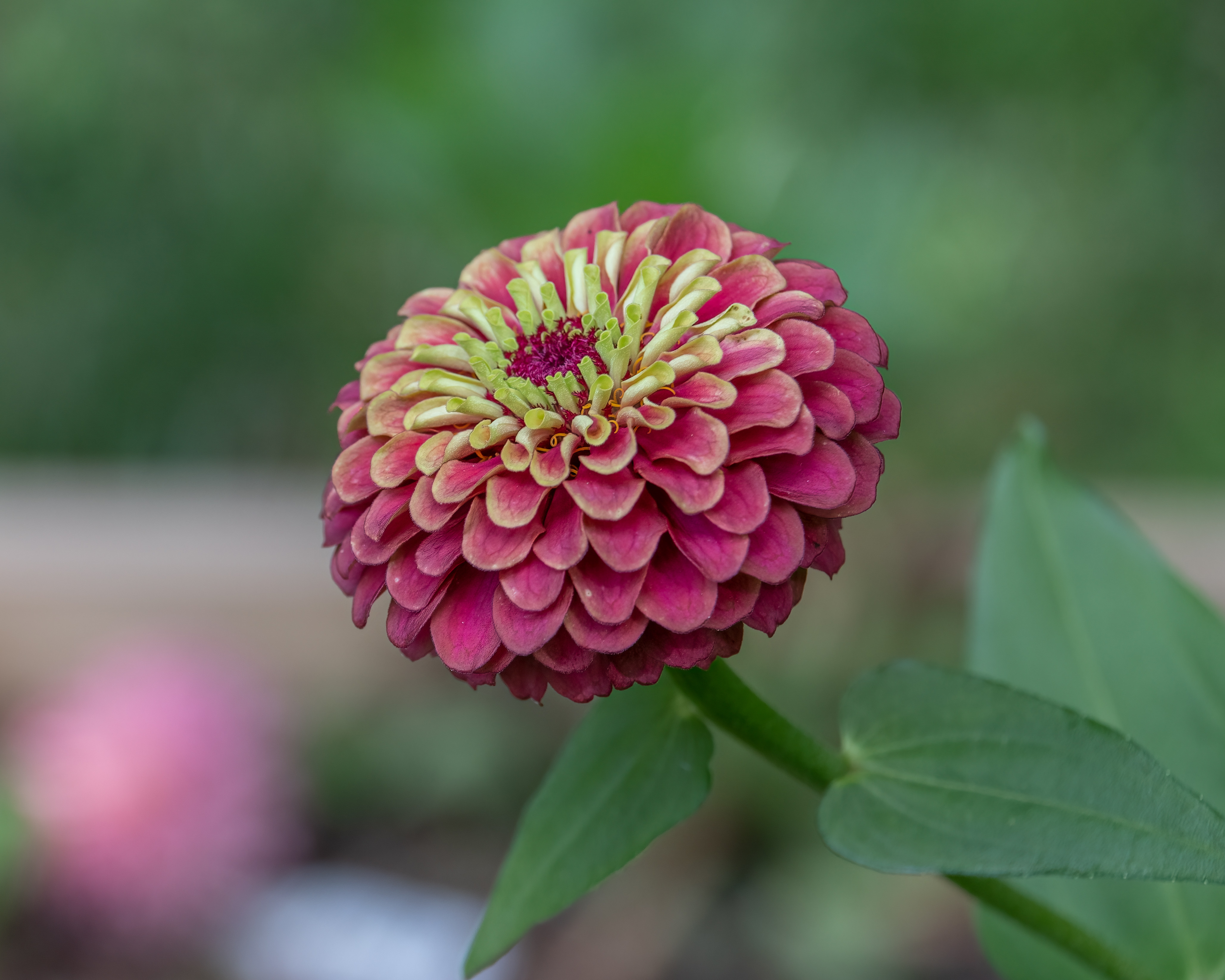 Adaptée aux climats secs, Le zinnia est une plante facile à entretenir.