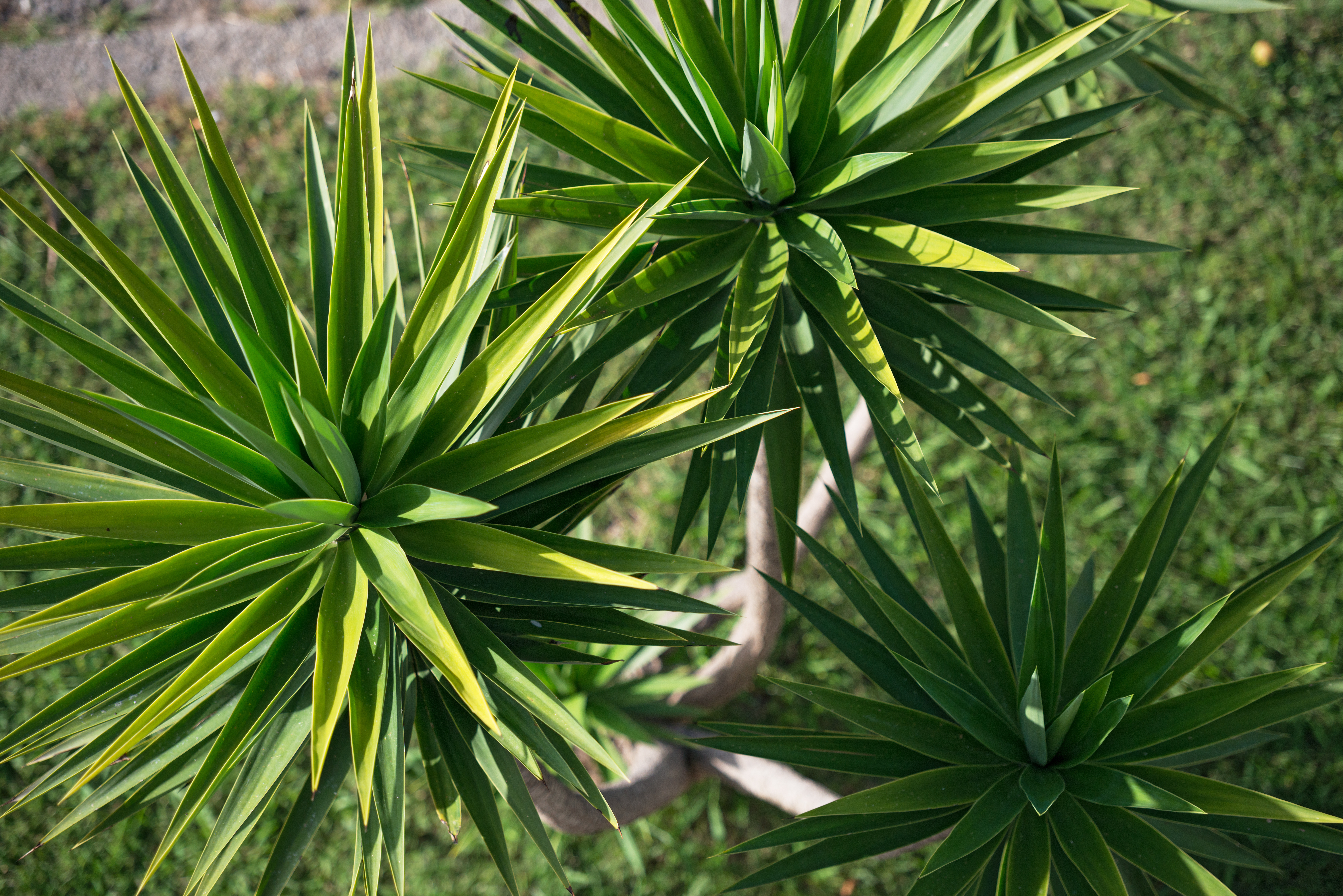La yucca se développe facilement, même dans des conditions de faible humidité