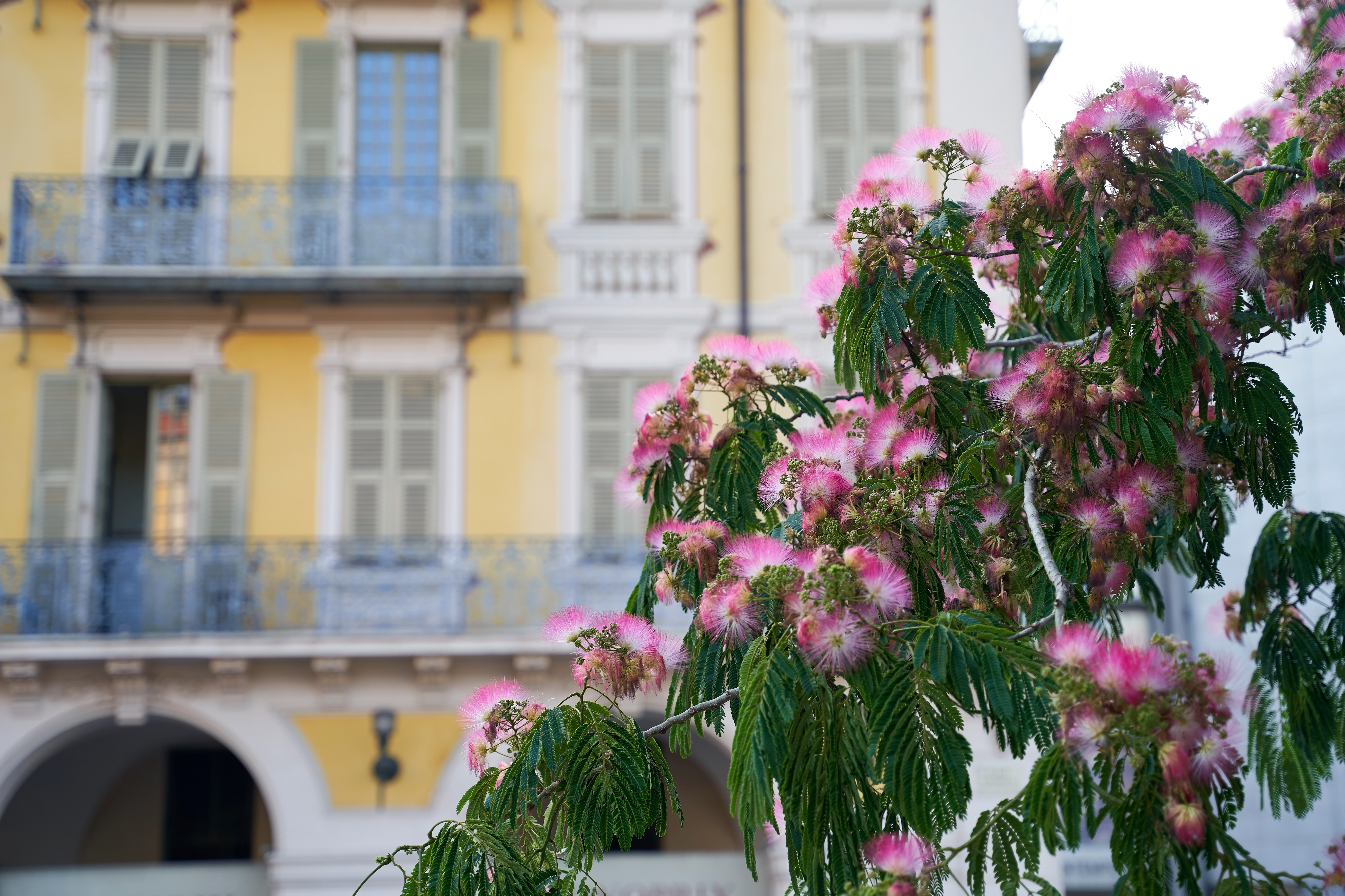 Un albizia &eacute;loign&eacute; d'une maison