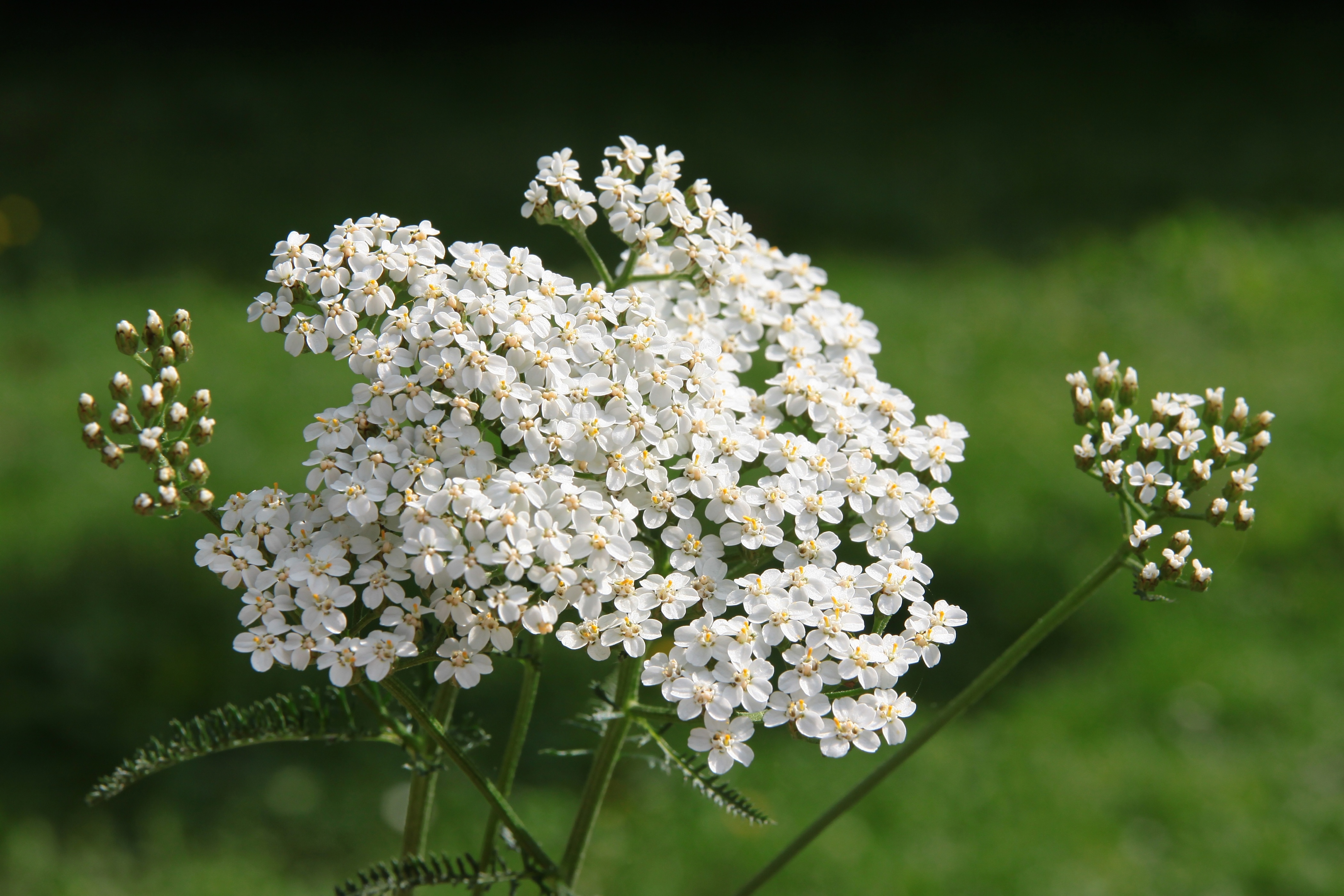 L'achillée millefeuille, avec sa résilience au manque d'eau, est idéale pour les jardiniers débutants.
