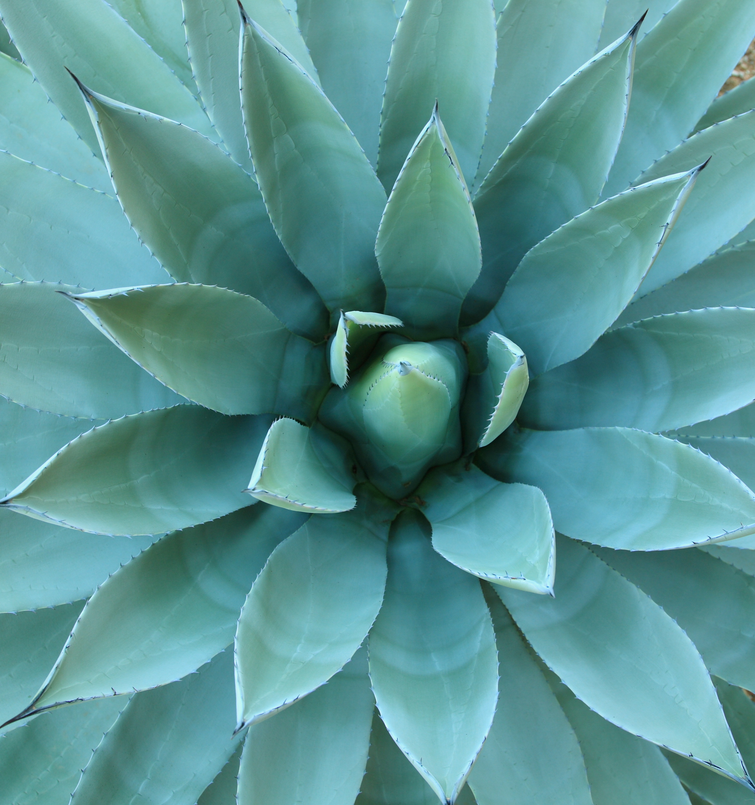 L'agave, tolérante à la sécheresse, est un choix judicieux pour les jardins arides.
