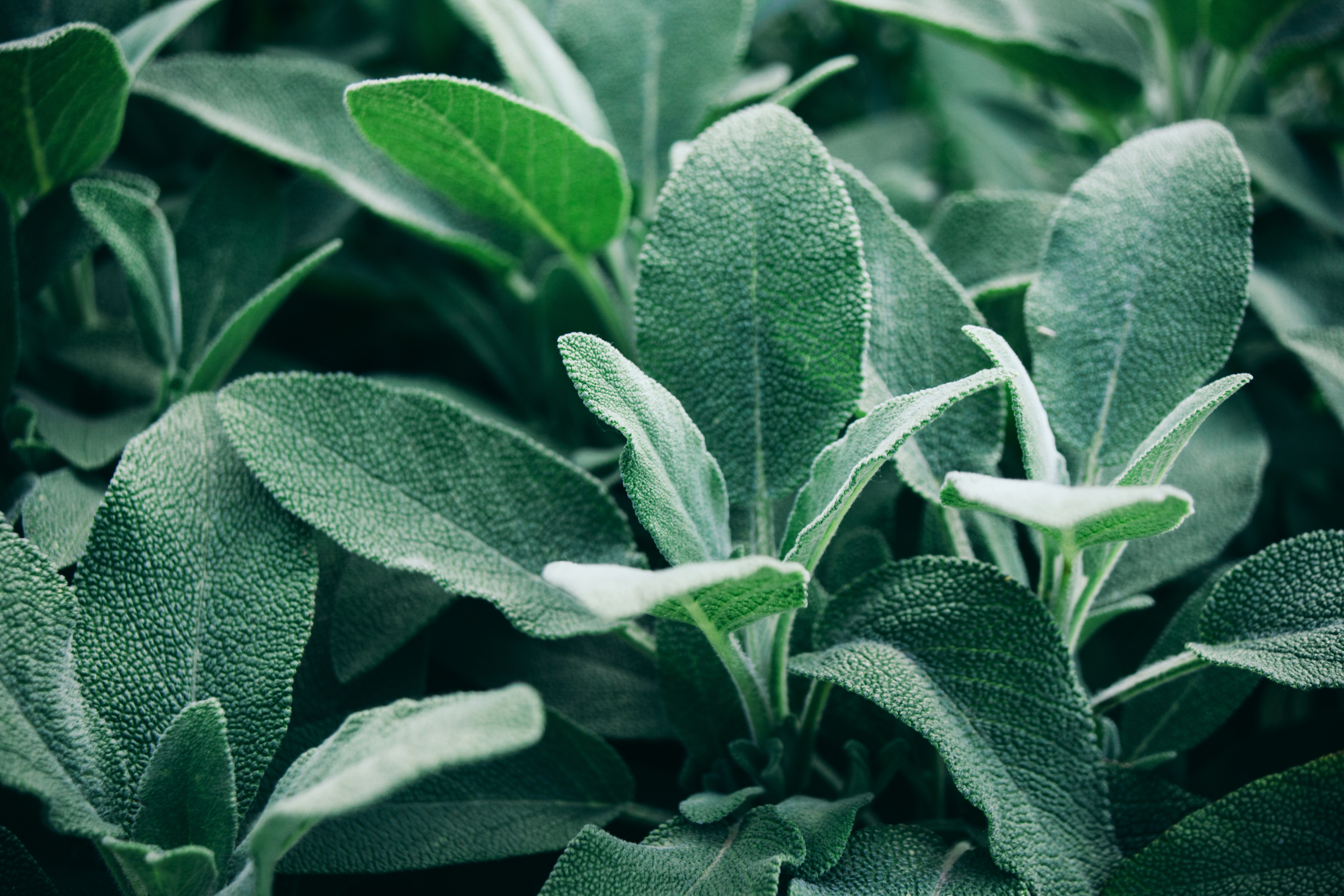 La sauge, une plante robuste, tolère bien la sécheresse.