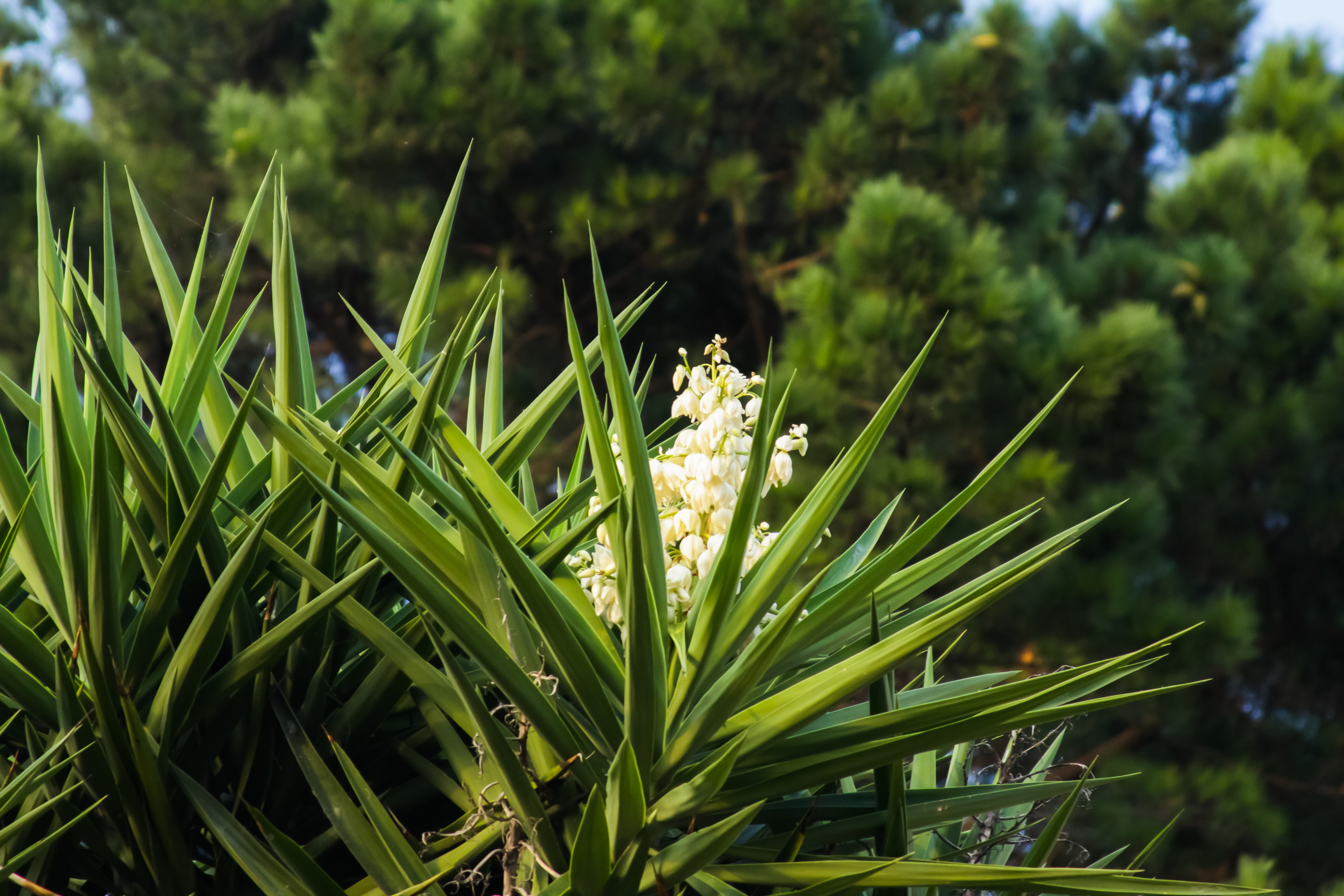 Floraison de la plante Yucca Floraison de la plante Yucca