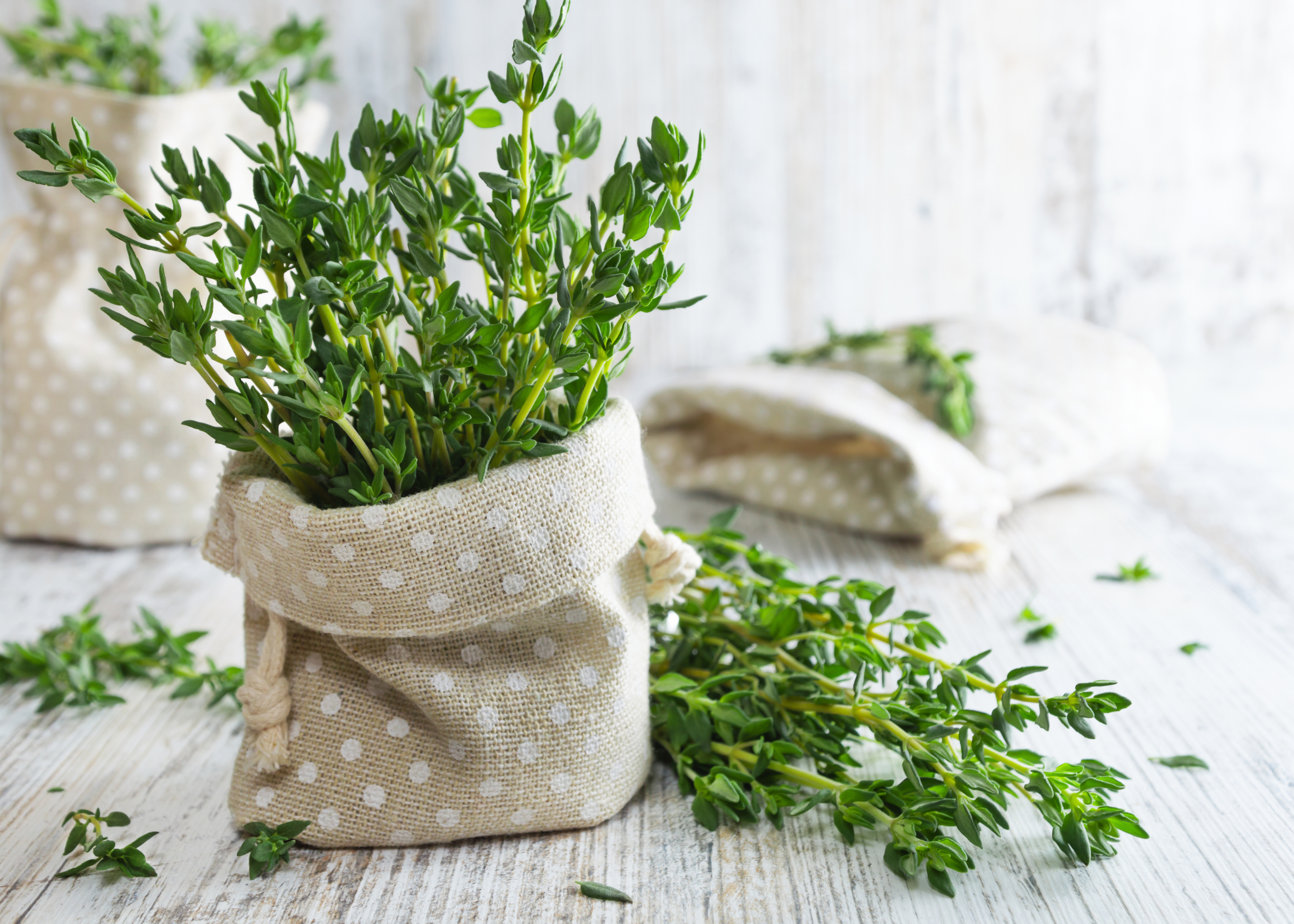 Le thym est une plante versatile qui s'adapte bien à l'aridité.