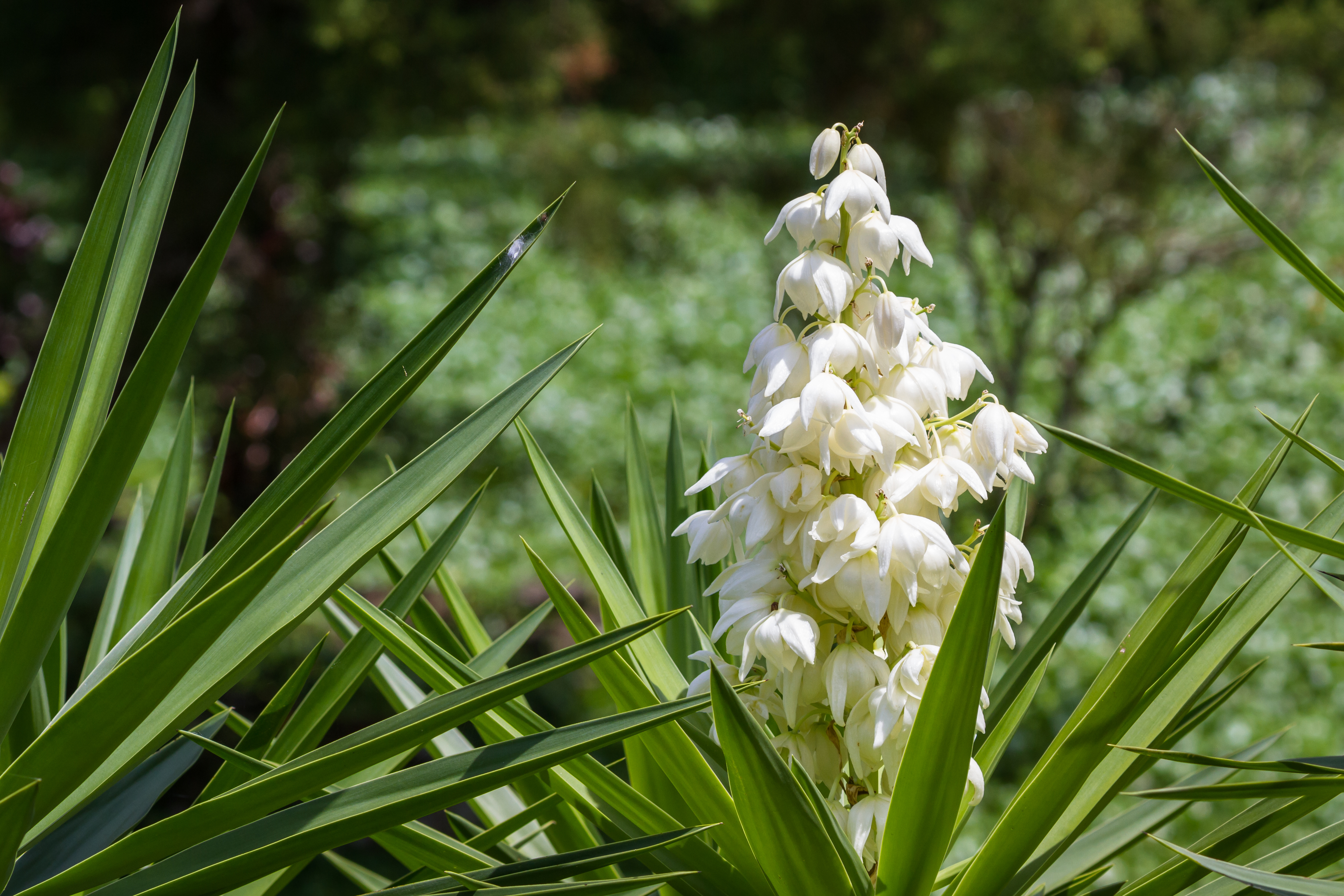 Reconnaître la plante yucca Reconnaître la plante yucca