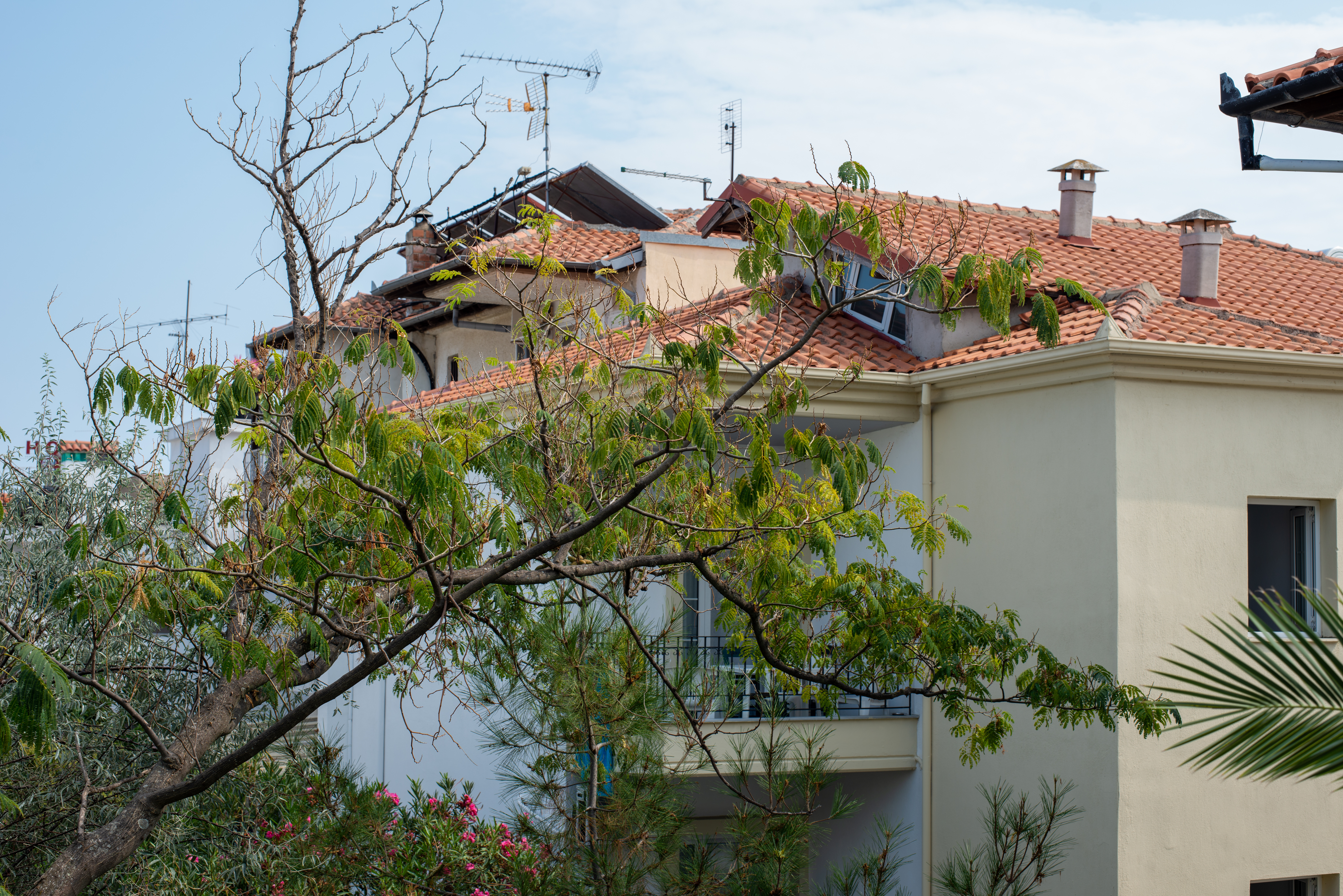 Les pr&eacute;cautions &agrave; prendrez pour planter un albizia pr&egrave;s de sa maison