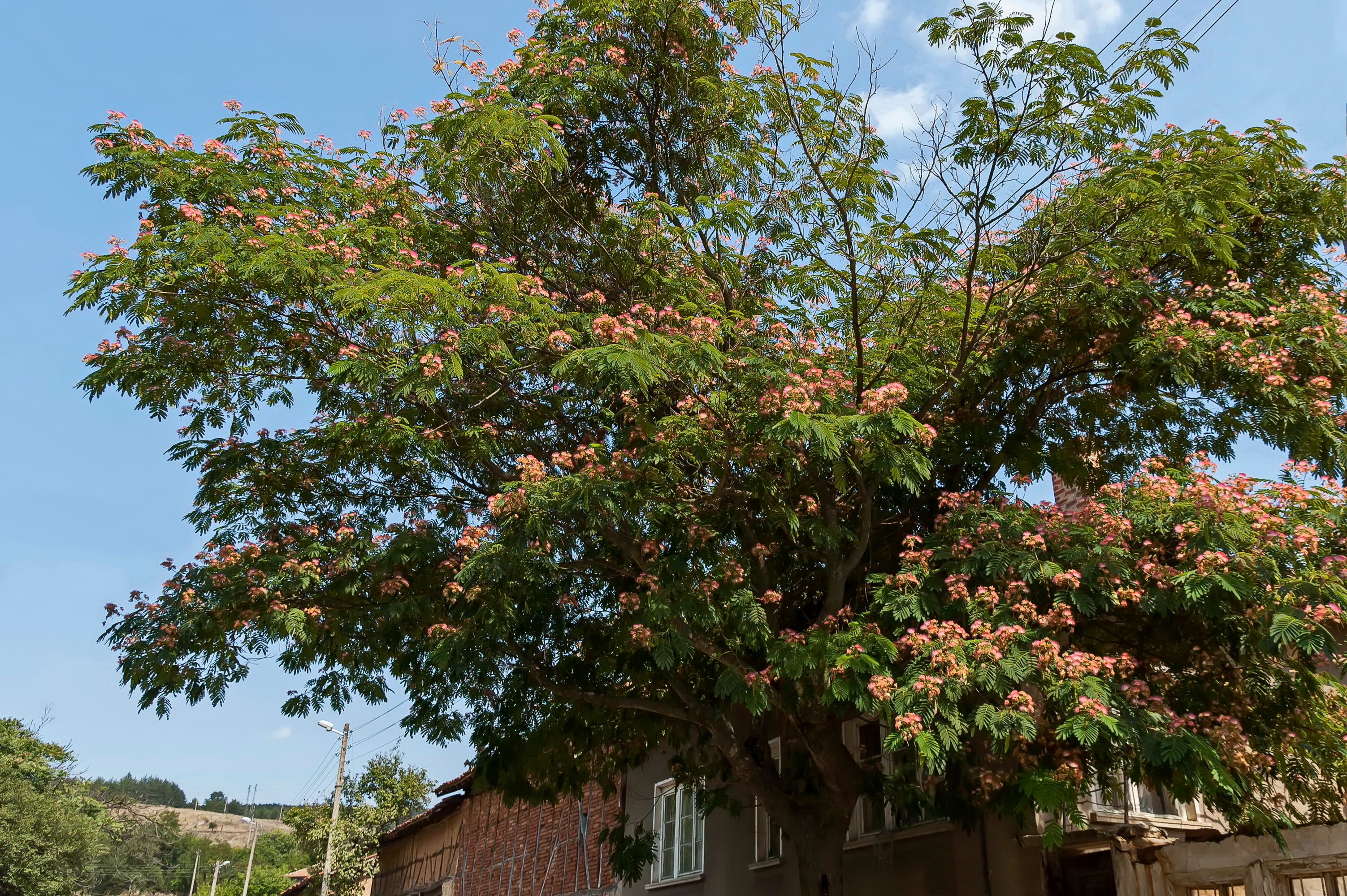 Un albizia envahissant trop proche d'une maison