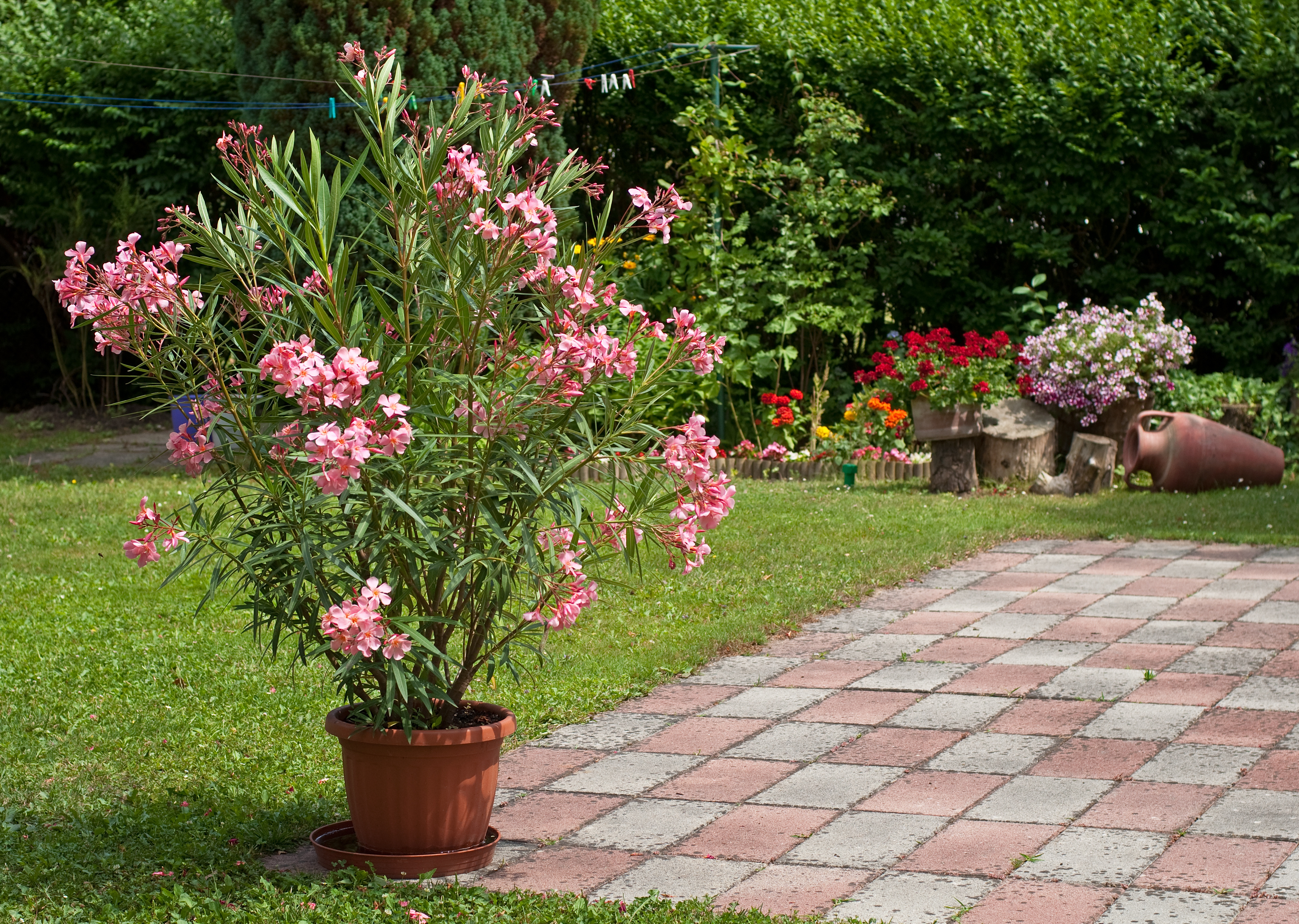 Le laurier rose, une plante rustique, ne nécessite pas beaucoup d'eau pour grandir.