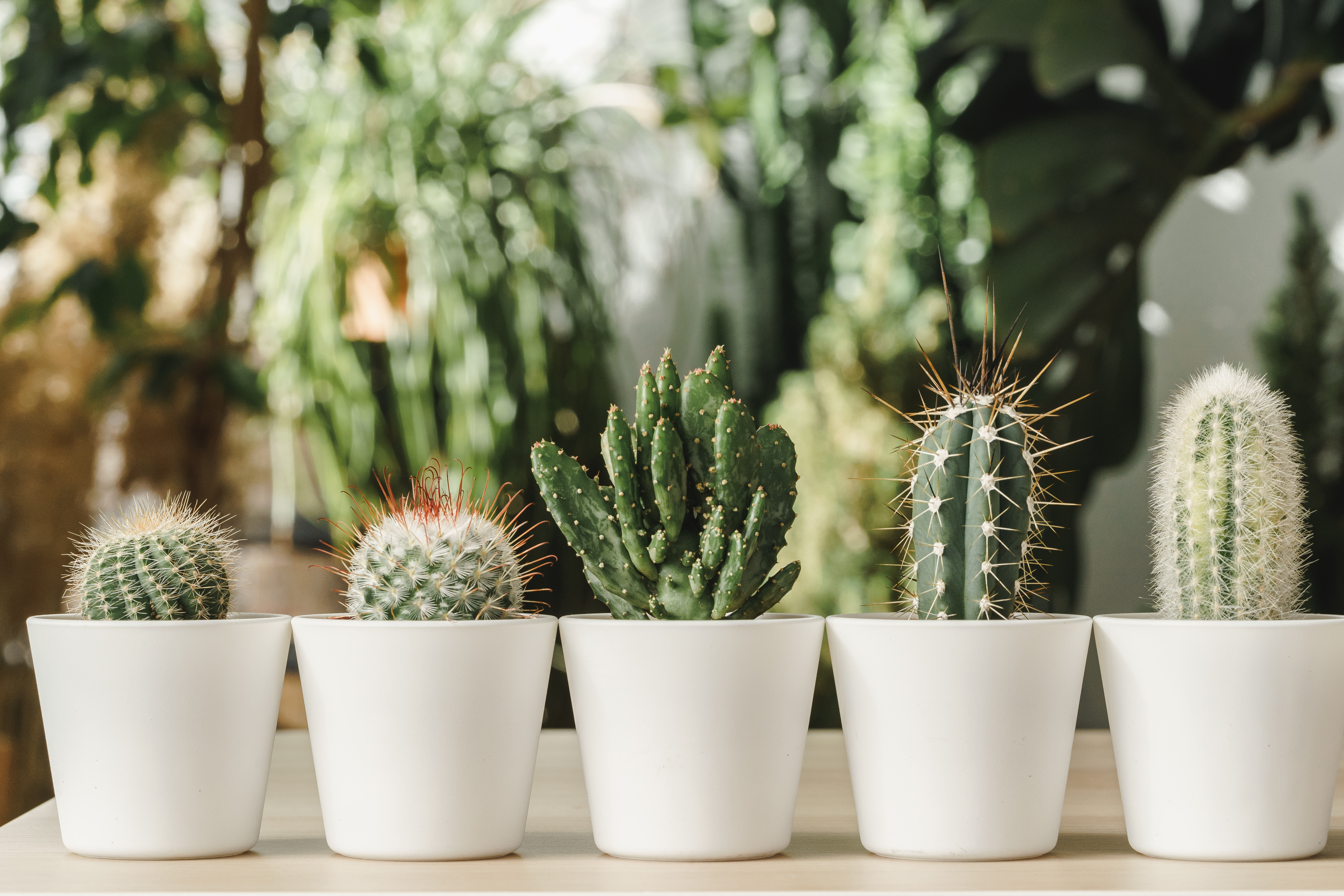 Connue pour sa résistance à la sécheresse, le cactus est une plante peu exigeante.