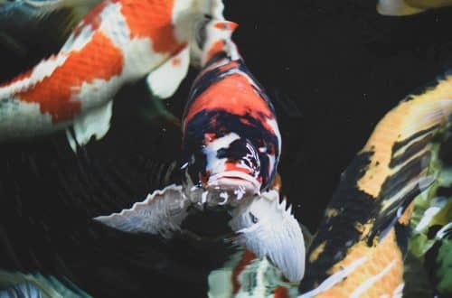 Comment nettoyer un étang avec des carpes ?