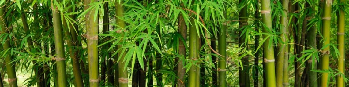 Cultiver le bambou : un guide complet pour débutants et experts