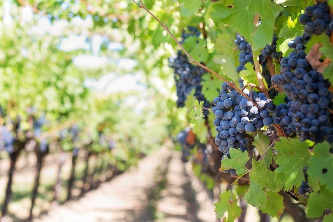 Comment prendre soin de votre vigne au cours des saisons ?