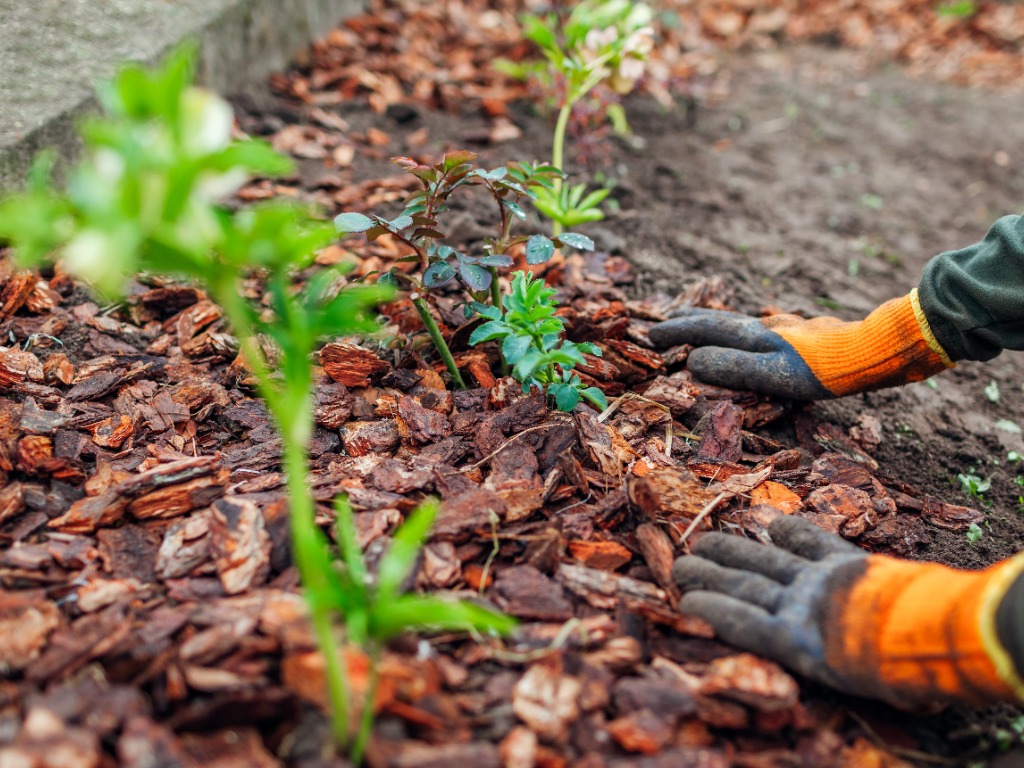 Comment optimiser l'efficacité de son paillage pour un jardin plus écologique ?