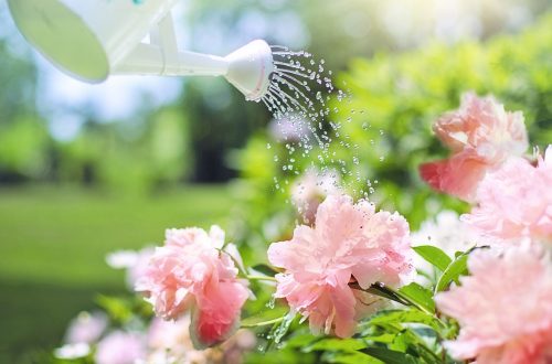 arrosage automatique intelligente et écologique