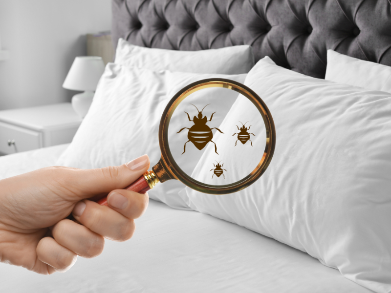 Comment exterminer les punaises de lit
