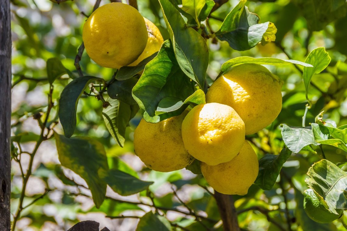 faire pousser citronnier dans jardin