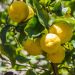 faire pousser citronnier dans jardin