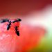 spray anti-fourmis