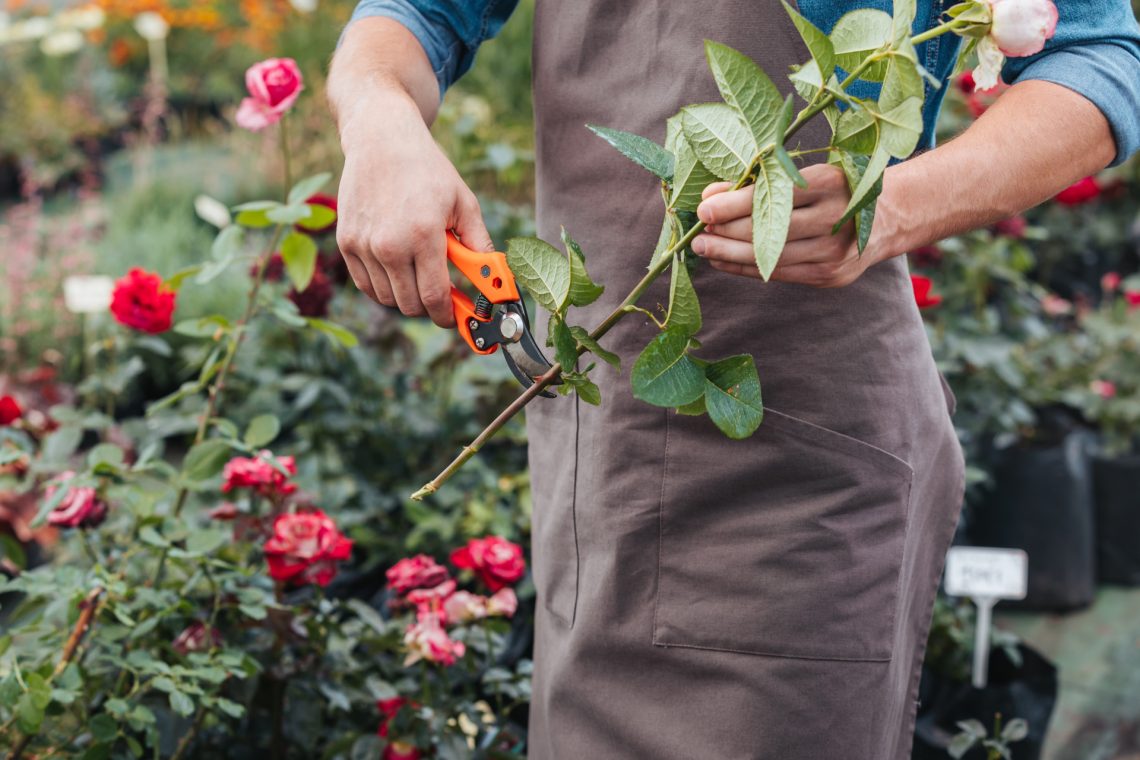 Bouturage  rosier dans l’eau